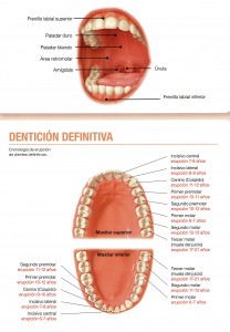 Dentición 1-3